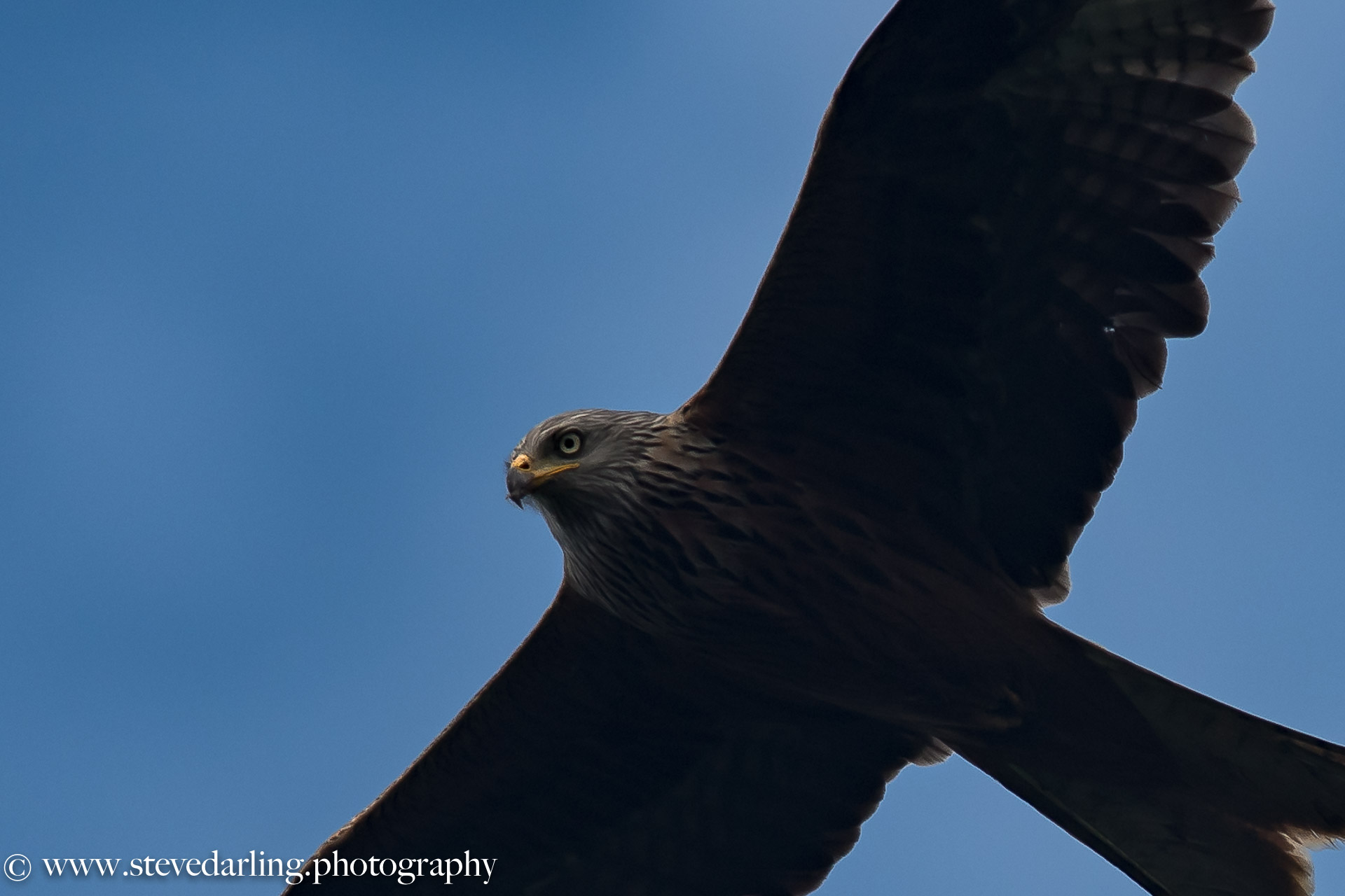 Red Kites at the Shropshire Hills Discovery Centre