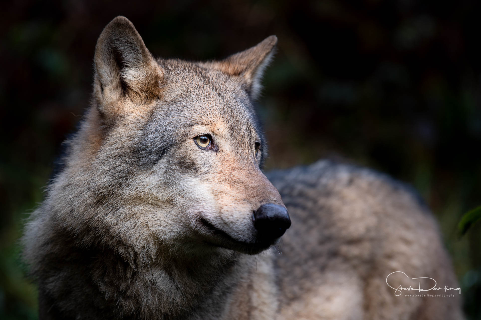 Wolf Watch UK